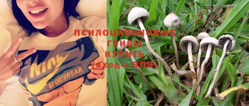 Галлюциногенные грибы Magic Shrooms  Покровск 